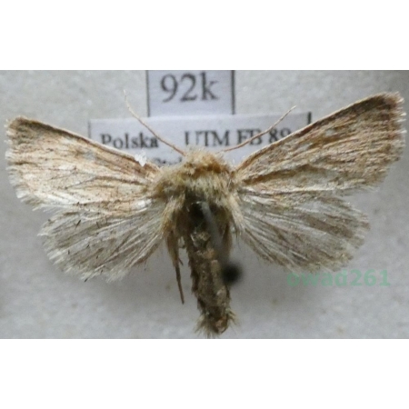 Denticucullus pygmina (Haworth, 1809) Poland92k